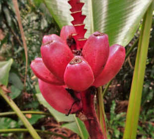 Impressionen vom Jardin des Parfums et des Epices