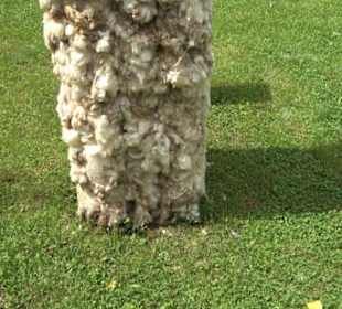 Blühendes Neresheim 2021