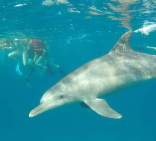 Schwimmen mit Delfinen