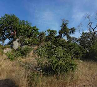 Krüger Nationalpark