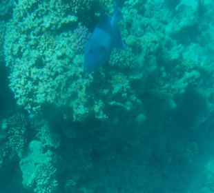 Blaustreifen-Drückerfisch