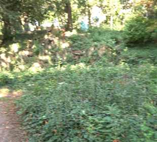 Leibfriedscher Garten