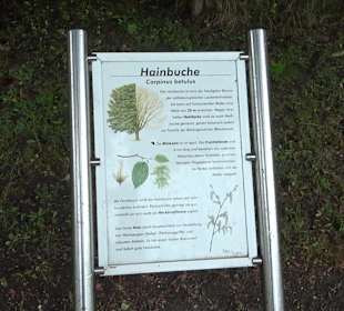 Baumlehrpfad Glacis Park