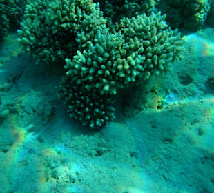 Teppich-Krokodilsfisch