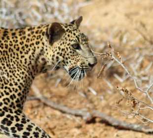 Tour mit Chamin, Yala Nationalpark