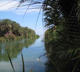 Palmenwald und Fluss