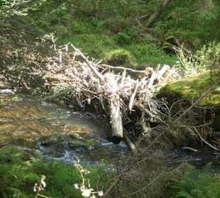 Von Bayerisch Eisenstein nach Ludwigsthal