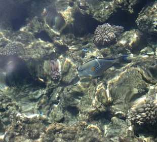 Hausriff mit Fischen