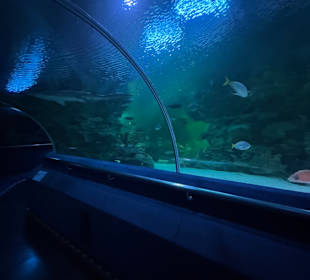Aquaria KLCC