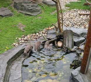 Freigehege der Otter