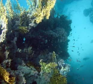 Korallen - Hotel Mövenpick Resort El Quseir