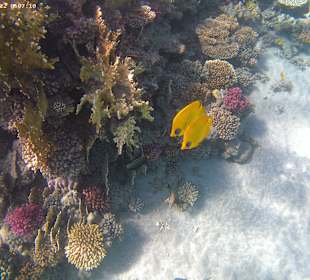 Schnorcheln Hurghada