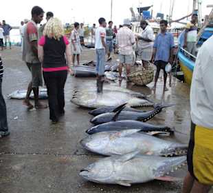 Fischmarkt in Beruwela