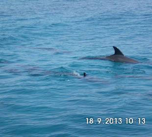 Delphine in Freiheit