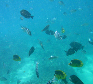 Schnorchelausflug im Roten Meer