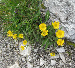 Salzburger Almenweg
