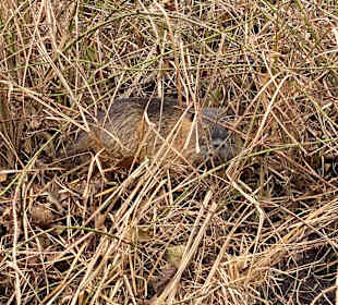 Wandern Burg (Spreewald)