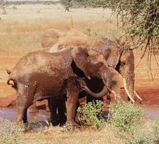 Ngutuni Lodge am Wasserloch