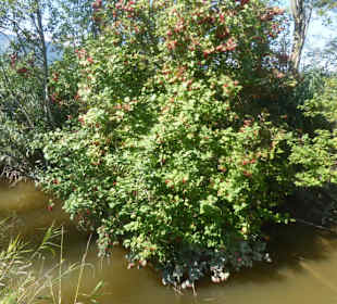 Wandern Murnau am Staffelsee