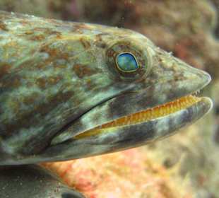 Tauchbase Merlin Sosua Taucherlebnisse