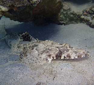 Teppichkrokodilsfisch