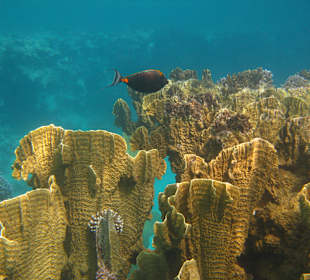 Schnorcheln Marsa Alam