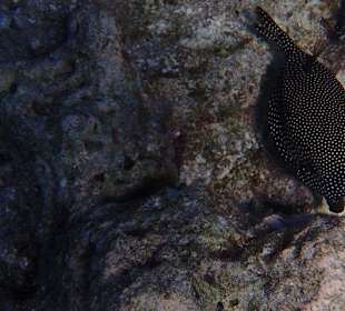 Schnorcheln Hausriff