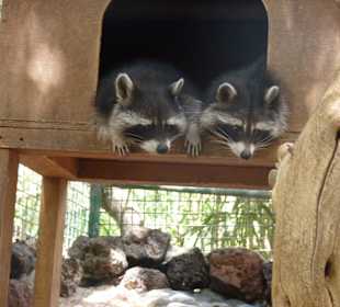 Waschbären im "Oasis Park"