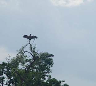 Wo ist meine Beute ihr Löwen
