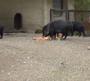 Südamerika Bereich - Halsband-Pekari