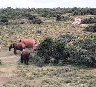 Addo Elephant Park