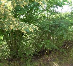 Burgruine Niederhaus