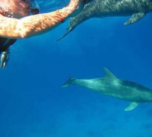Delfinschnorcheln mit den Dolphin Dancers, 2012