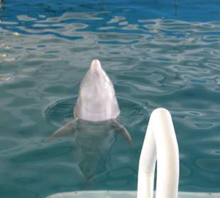 Clearwater Marine Aquarium