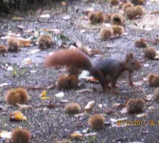 Squirrel in the middle of Madrid