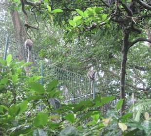 Affen in den Bäumen