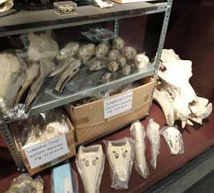 Blick in die Sammlung des Naturkundemuseums