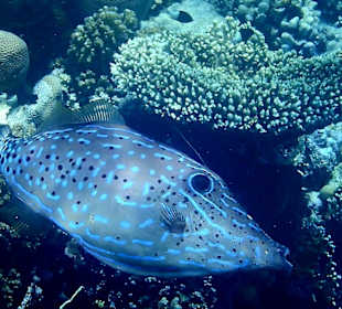 Schnorcheln Makadi Bay