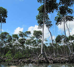 Ausflug Nationalpark "Los Haitises"