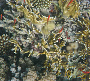 Fische vor dem Hausriff Hotel Tulip Resort