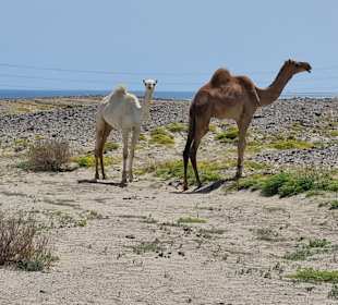 Wadi el Gemal National Park
