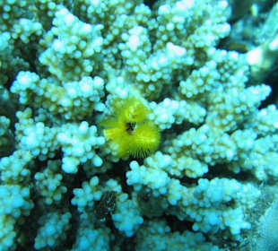 Tauchplatz Shaab Alaa