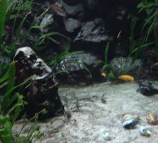 Tierpark Hellabrunn - Fische