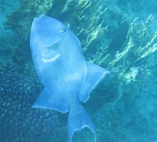 Blauer Drückerfisch