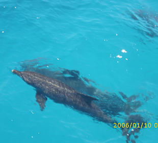 Unsere Delfintour