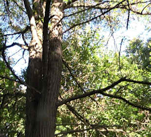 Baumlehrpfad Zollertal