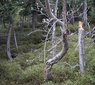 Berg Schneekoppe/Śnieżka