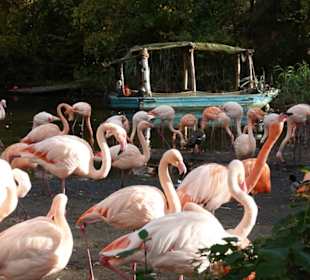Flamingos