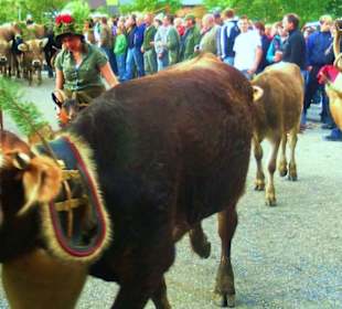 Alpabtrieb / Au / Vorarlberg Österreich