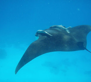 Manta / Teufelsrochen II